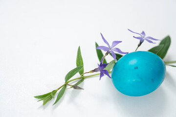 easter egg and periwinkle on on a white background. easter spring flowers. spring