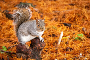 Écureuil à Londres