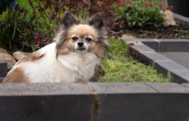 Small dog tri-coloured chihuahua sitting in the garden behind a brick wall