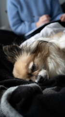 Small dog tri-coloured chihuahua napping in the bed, resting on the back.