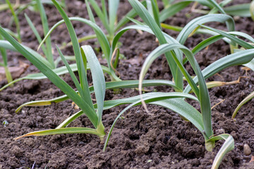 Young garlic (Allium sativum) plant growing in the garden close up. Detail.