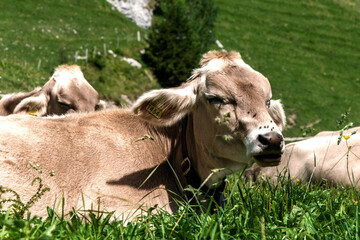 Cow in a meadow in the Alps.