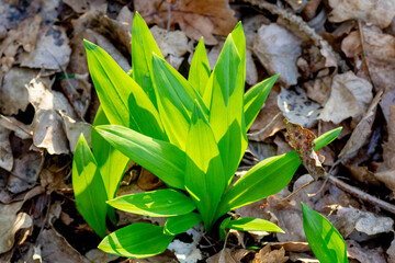 Wild garlic (Allium ursinum) green leaves in the forest. The plant is also known as ramsons, buckrams, broad-leaved garlic, wood garlic, bear leek or bear's garlic.