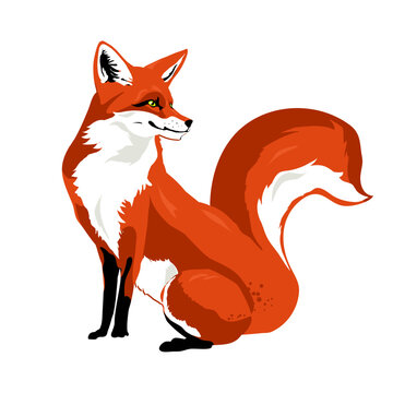 red fox- vector illustration
