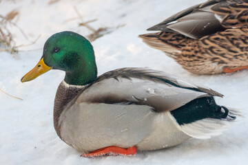 Mallard ducks in the snow on a frosty sunny day. Portrait of a wild duck in the winter season