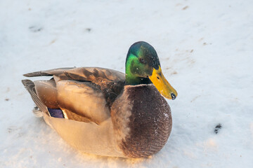 Mallard ducks in the snow on a frosty sunny day. Portrait of a wild duck in the winter season
