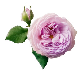 Rose flower isolated. Illustration AI Generative.