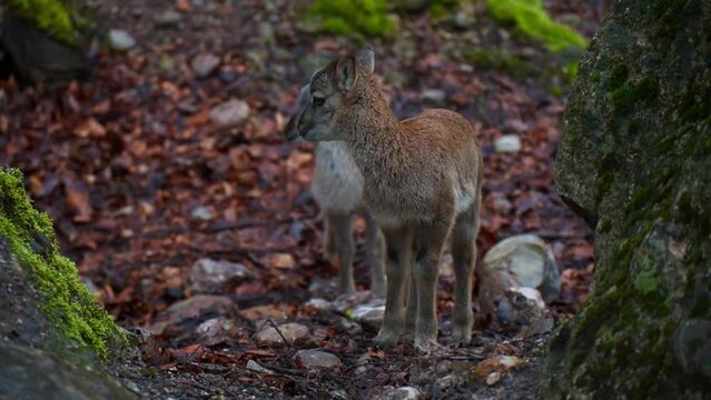 Junge Rehe im Wald in einem Park
