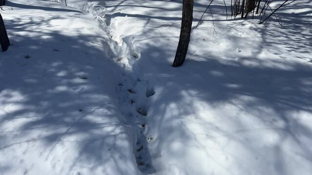 Tilt up along a wild game trail through snow filled wooods