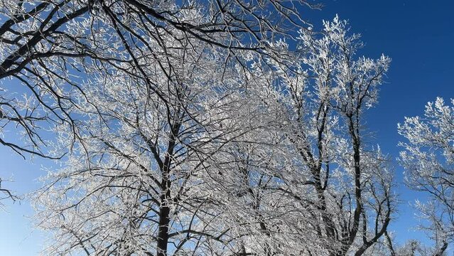 Downward scan of trees coated in hoar frost in a winter scene
