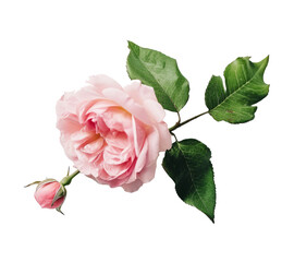 Rose flower isolated. Illustration AI Generative.