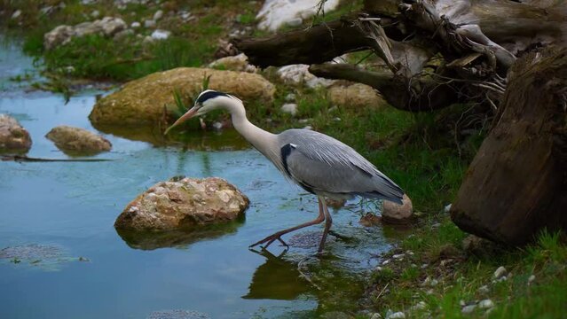 Reiher l&auml;uft &uuml;ber den Teich 