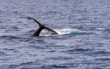 humpback whale tail