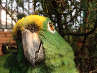 Yellow-naped parrot