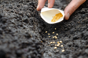 Farmer hand soil sowing seed packet. Sowing season planting seed bags. Farm hand seeds soiled hands...