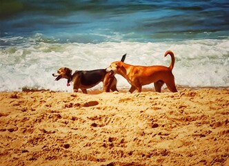 dog on the beach