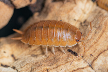 Swift Woodlouse (Porcellio Laevis 