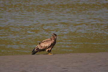 Young Bald Eagle on a muddy bank