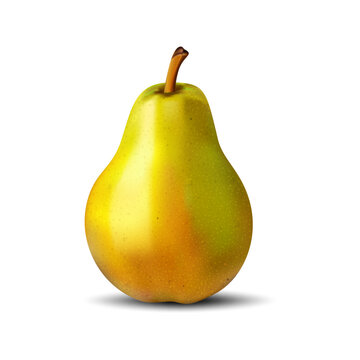 Pear. Fruit. Plant. Vector. Graphics. White background. Used for collage in web design.