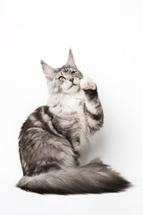 Playful American Longhair Maine Coon Cat with yellow eyes sitting with one paw raised, looking up....