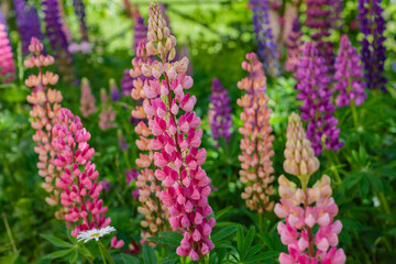 Fototapeta premium Lupine , or wolf bean ( lat. Lupinus ) is a genus of plants from the legume family