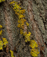 Moss on the tree. Lichen on tree bark
