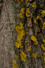 Moss on the tree. Lichen on tree bark