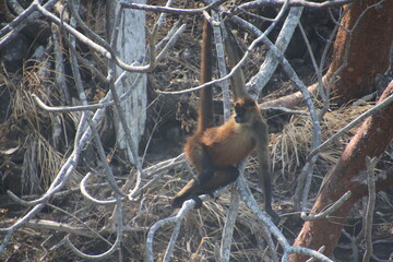 A spider monkey swings from branch to branch on a towering tree in the lush rainforests of Costa Rica, searching for fruits and insects to eat.