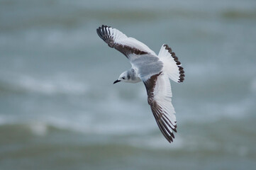 Black-legged Kittiwake (Rissa tridactyla) juvenile in flight above North Sea in Scheveningen, The Netherlands