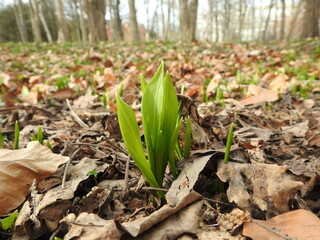 first leaf of spring