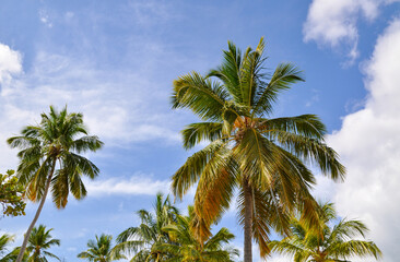 Palm trees