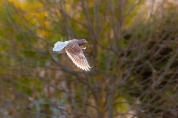pigeon flying in the evening light