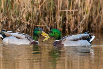two mallard ducks swimming on the surface of a pond in the evening light