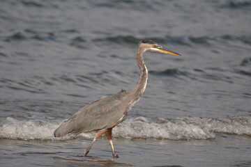 Great Blue Heron on a Washington beach