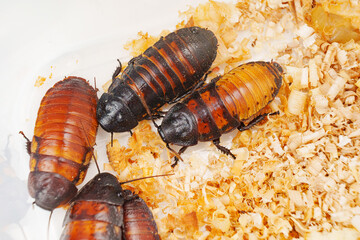 a large hissing Madagascar cockroach in sawdust on a white surface.