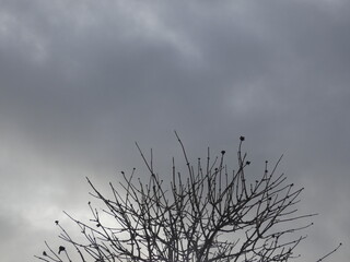 Fototapeta na wymiar tree and clouds