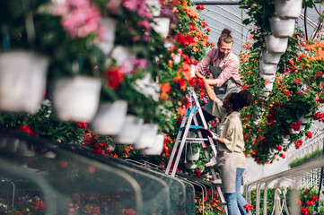 Multiracial couple of gardeners working in a greenhouse and using ladder