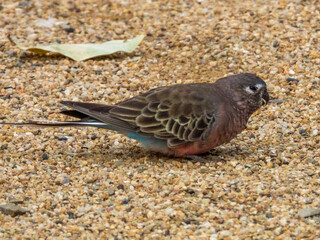 Bourke's Parrot in Western Australia
