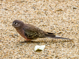 Bourke's Parrot in Western Australia