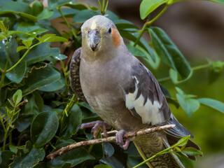 Cockatiel Cockatoo in Western Australia