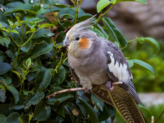Cockatiel Cockatoo in Western Australia