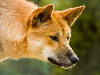 Naklejka na ściany i meble Dingo Dog in Western Australia