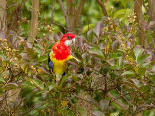 Eastern Rosella in Victoria Australia
