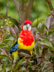 Eastern Rosella in Victoria Australia