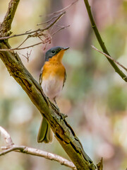 Leaden Flycatcher in Victoria Australia