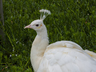 White Peacock in Victoria Australia