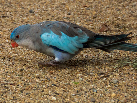 Princess Parrot in Western Australia