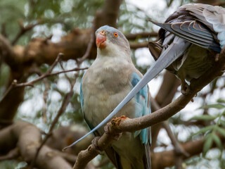 Princess Parrot in Western Australia