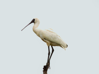 Royal Spoonbill in New South Wales, Australia