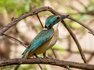 Sacred Kingfisher in New South Wales, Australia